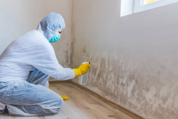 Licensed Mold Remediation service in Bayport, MN - WQB Mold Removal